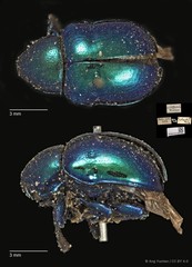 Platycorynus robustus • © Ang Yuchen • CC BY 4.0