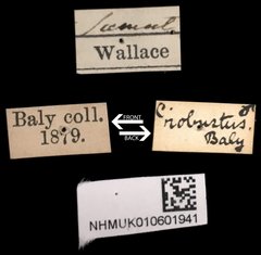 Platycorynus robustus • All Rights Reserved Museum Label