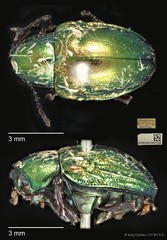 Platycorynus tuberculatus • © Ang Yuchen • CC BY 4.0