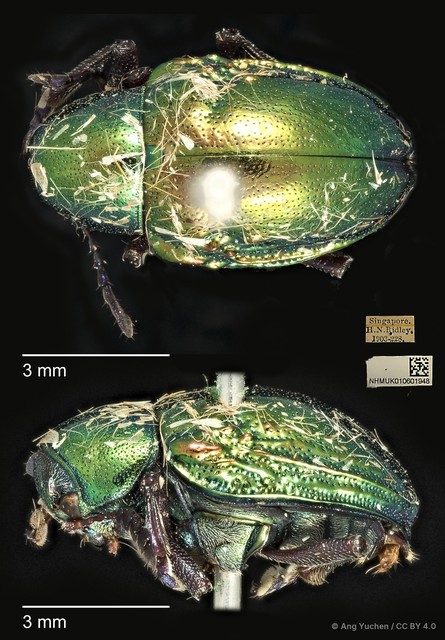 Platycorynus tuberculatus • © Ang Yuchen • CC BY 4.0