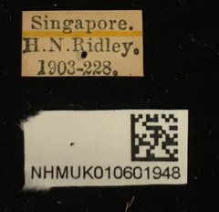 Platycorynus tuberculatus • All Rights Reserved Museum Label