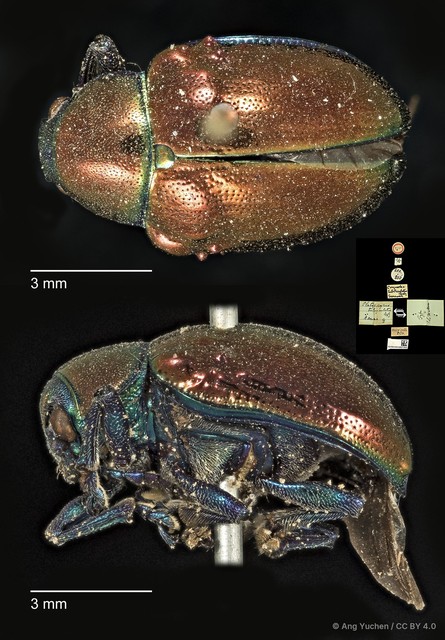 Platycorynus tuberculatus