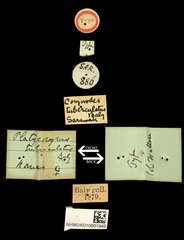 Platycorynus tuberculatus • All Rights Reserved Museum Label