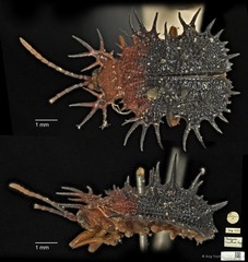 Platypria dimidiata • © Ang Yuchen • CC BY 4.0