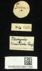Platypria dimidiata • All Rights Reserved Museum Label
