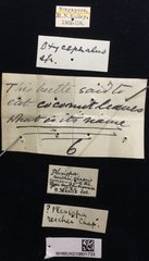 Plesispa reichei • All Rights Reserved Museum Label