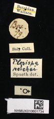 Plesispa reichei • All Rights Reserved Museum Label