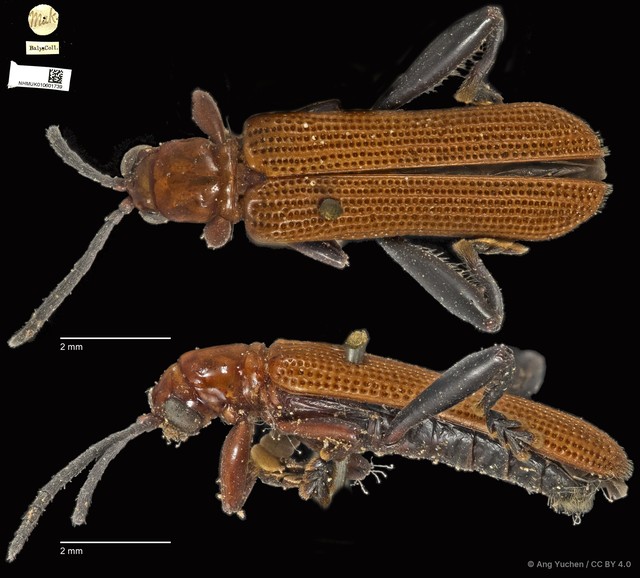 Promecotheca cumingii • © Ang Yuchen • CC BY 4.0