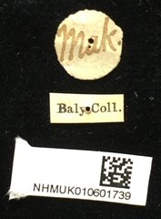 Promecotheca cumingii • All Rights Reserved Museum Label