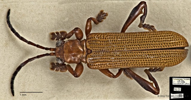 Promecotheca cumingii