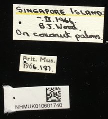 Promecotheca cumingii • All Rights Reserved Museum Label