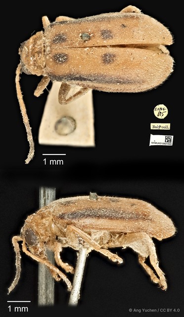 Pseudosastra sp. "indet." • © Ang Yuchen • CC BY 4.0