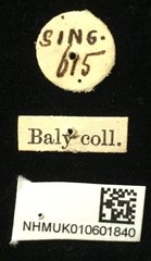 Pseudosastra sp. "indet." • All Rights Reserved Museum Label