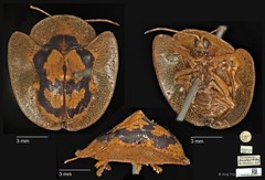 Rhacocassis flavoplagiata • © Ang Yuchen • CC BY 4.0