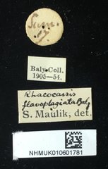 Rhacocassis flavoplagiata • All Rights Reserved Museum Label