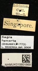 Sagra femorata • All Rights Reserved Museum Label