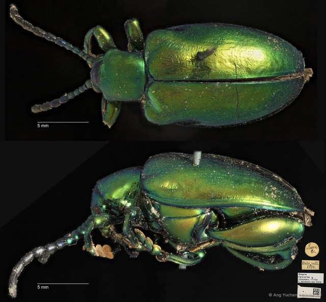 Sagra femorata