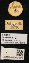 Sagra femorata • All Rights Reserved Museum Label