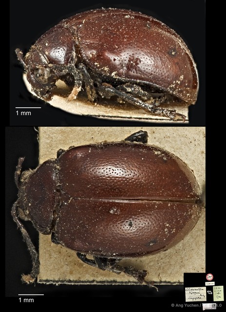 Sphaerometopa diversa • © Ang Yuchen • CC BY 4.0