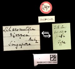 Sphaerometopa diversa • All Rights Reserved Museum Label