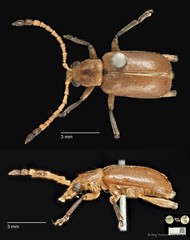 Taumacera apicalis • © Ang Yuchen • CC BY 4.0