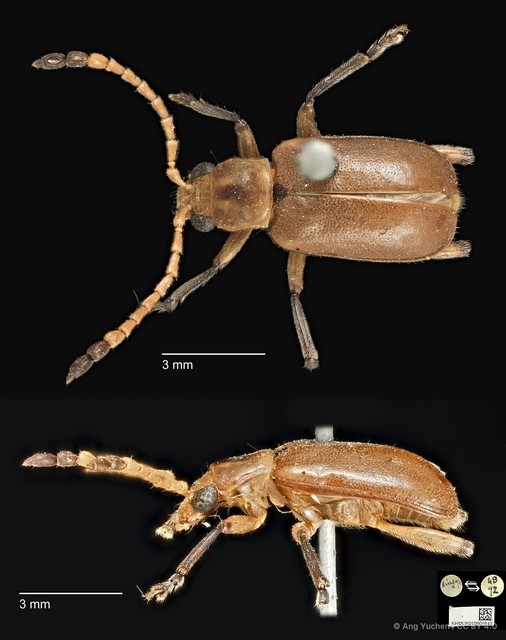 Taumacera apicalis • © Ang Yuchen • CC BY 4.0