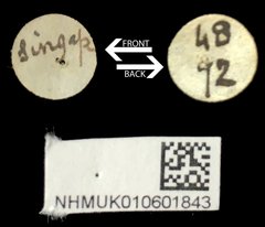 Taumacera apicalis • All Rights Reserved Museum Label