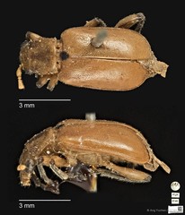 Taumacera apicalis • © Ang Yuchen • CC BY 4.0