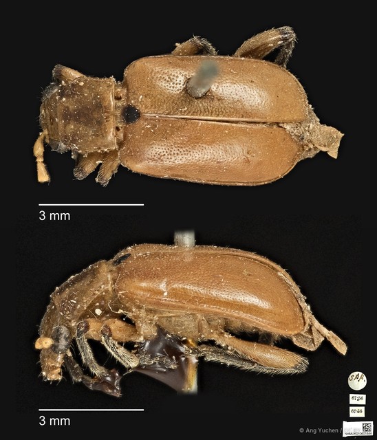 Taumacera apicalis