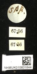 Taumacera apicalis • All Rights Reserved Museum Label