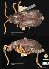 Taumacera insignis • © Ang Yuchen • CC BY 4.0