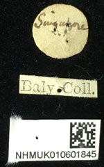 Taumacera insignis • All Rights Reserved Museum Label