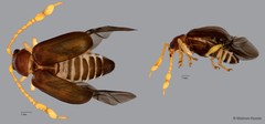 Taumacera insignis • © Maimon Hussin • All Rights Reserved