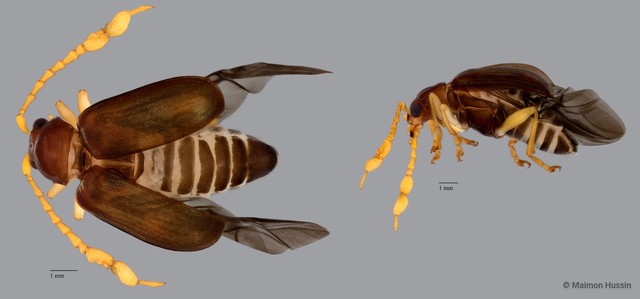 Taumacera insignis