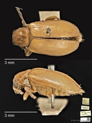 Taumacera rubida • © Ang Yuchen • CC BY 4.0
