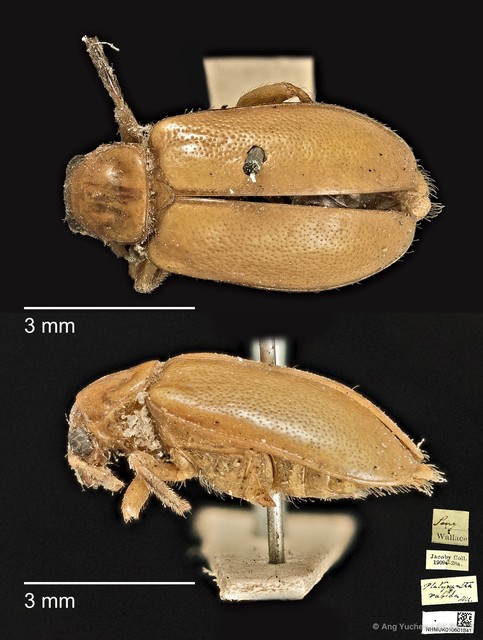 Taumacera rubida • © Ang Yuchen • CC BY 4.0