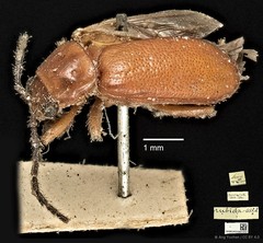 Taumacera rubida • © Ang Yuchen • CC BY 4.0