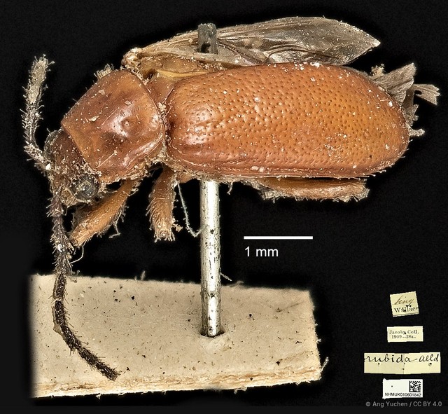 Taumacera rubida