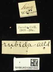 Taumacera rubida • All Rights Reserved Museum Label