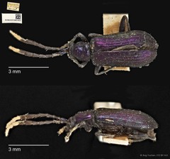 Theopea elegantula • © Ang Yuchen • CC BY 4.0