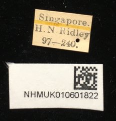 Theopea elegantula • All Rights Reserved Museum Label