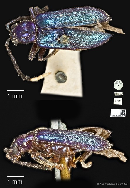 Theopea elegantula
