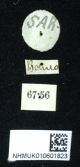 Theopea elegantula • All Rights Reserved Museum Label
