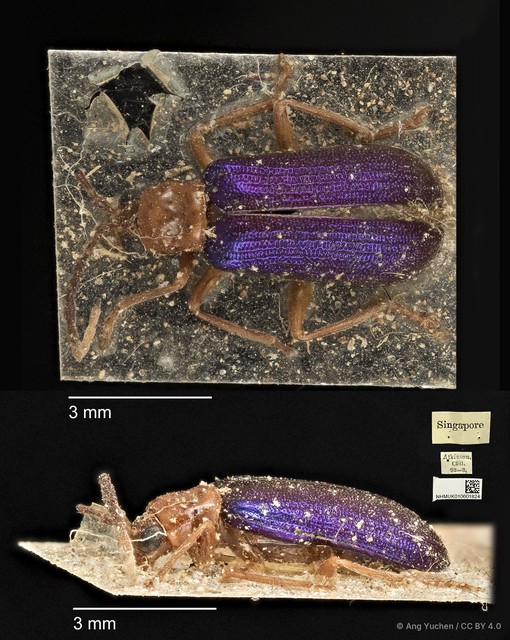 Theopea impressa • © Ang Yuchen • CC BY 4.0