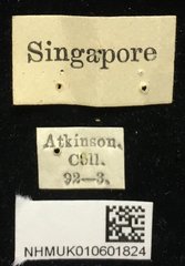 Theopea impressa • All Rights Reserved Museum Label