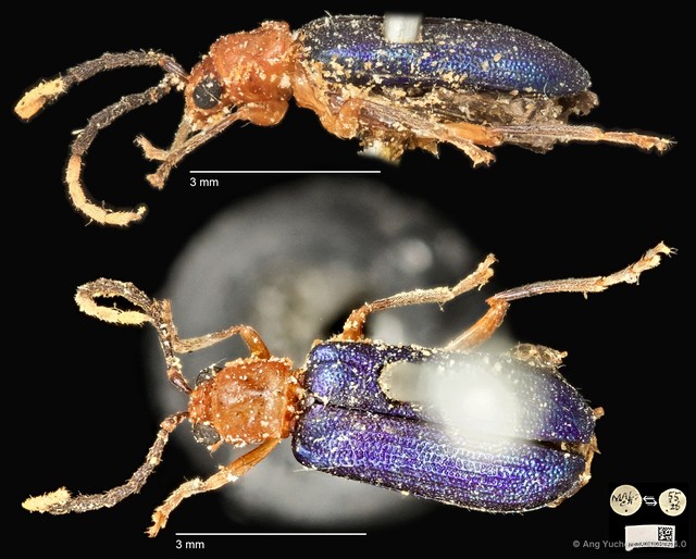 Theopea impressa