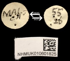 Theopea impressa • All Rights Reserved Museum Label