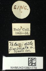 Thlaspidula fimbriata • All Rights Reserved Museum Label