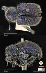 Trichochrysea hirta • © Ang Yuchen • CC BY 4.0