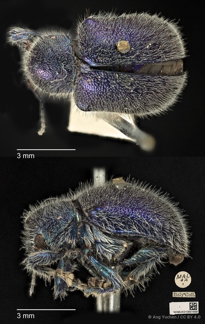 Trichochrysea hirta • © Ang Yuchen • CC BY 4.0